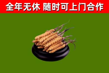 柯城回收冬虫夏草