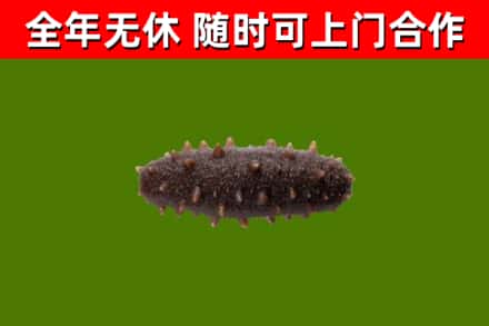 柯城回收海参干
